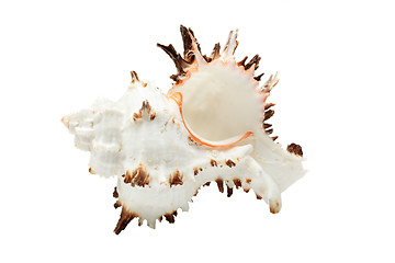 Image showing Beautiful seashell isolated over white