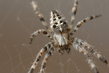 Image showing Spider