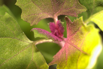 Image showing Atriplex Hortensis