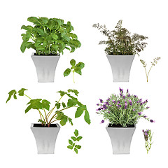 Image showing  Herb Selection in Pots
