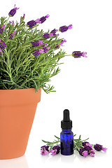 Image showing Lavender Herb Flowers and Essence