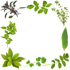 Image showing Herb Leaf Border