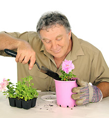 Image showing Nurseryman Plants Seedlings