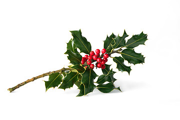 Image showing Holly with Red Berries