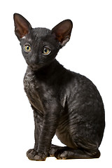 Image showing black cat