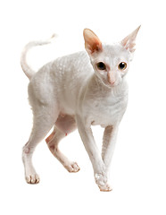 Image showing cat of cornish rex breed