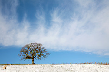 Image showing Oak Tree in Winter