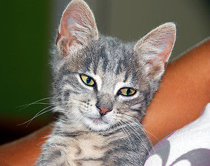 Image showing Young cat portrait