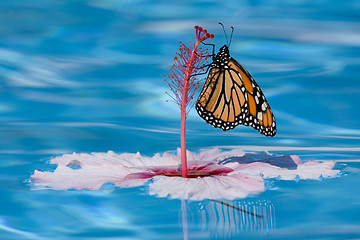 Image showing Butterfly and Flower