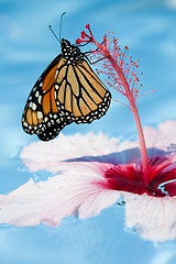 Image showing Butterfly and Flower