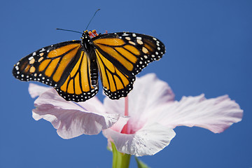 Image showing Butterfly and Flower