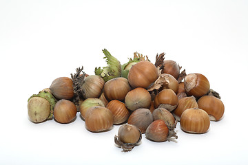 Image showing Hazelnuts