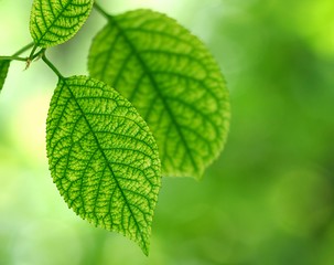 Image showing Leaves