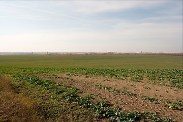 Image showing Field