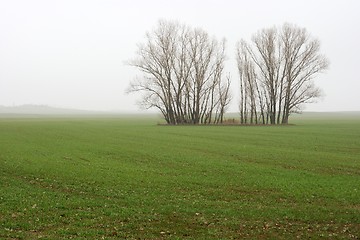 Image showing Fog