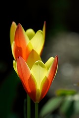 Image showing Tulips