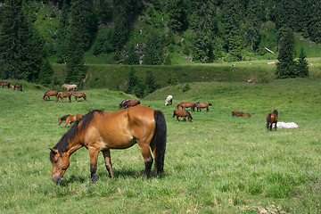 Image showing Horses