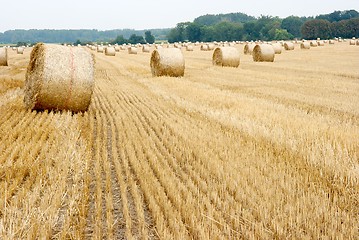 Image showing Agriculture