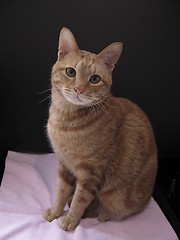 Image showing cat sitting in front of a black card, 11