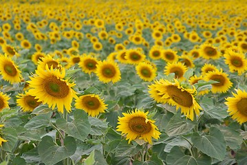 Image showing Sunflowers