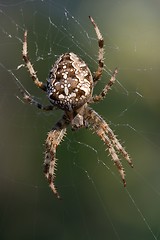 Image showing Spider