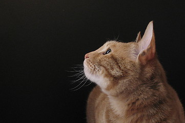 Image showing cat sitting in front of a black card, 12