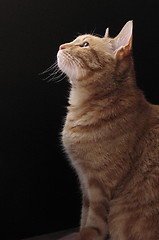 Image showing cat sitting in front of a black card, 13