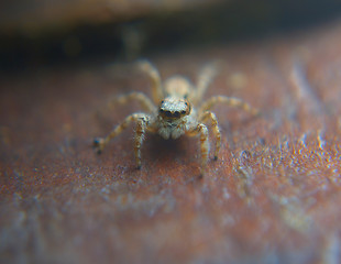 Image showing six-eyed spider