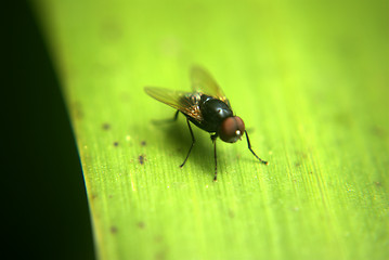 Image showing Isolated fly, landed on plant leaf