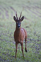 Image showing roebuck