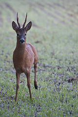 Image showing Roebuck