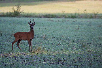 Image showing roebuck