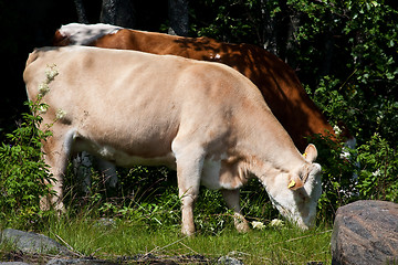 Image showing Grazing cows