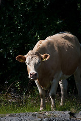 Image showing Staring cow