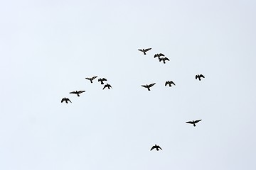 Image showing Birds