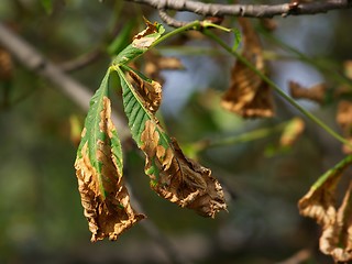 Image showing Leaves