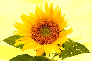 Image showing Sunflower