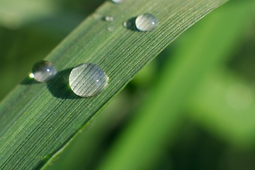 Image showing Grass