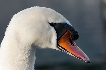 Image showing Swan