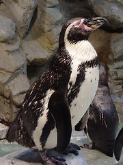 Image showing Penguin At Aquarium At Niagara Falls