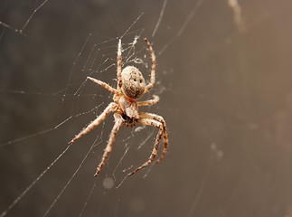 Image showing Spider