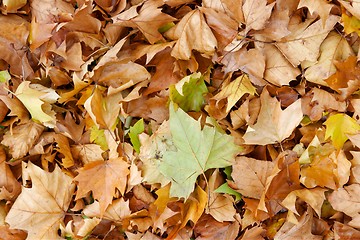 Image showing Leaves