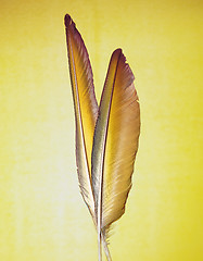 Image showing yellow feather