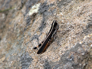 Image showing Grasshopper