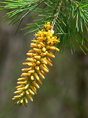 Image showing Summer Flower