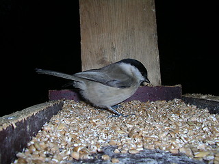 Image showing Bird