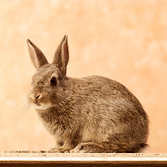 Image showing Rabbit