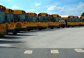 Image showing School Buses Parked