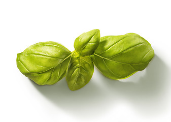 Image showing spring of basil in the sun