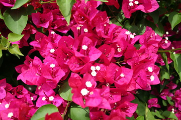 Image showing Close up of bougainvillea